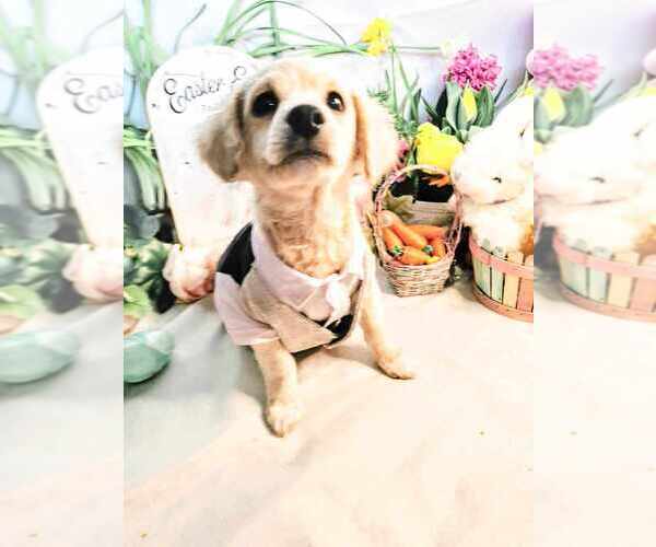 Medium Photo #1 Maltipoo Puppy For Sale in MARYSVILLE, WA, USA