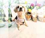 Small Photo #1 Maltipoo Puppy For Sale in MARYSVILLE, WA, USA