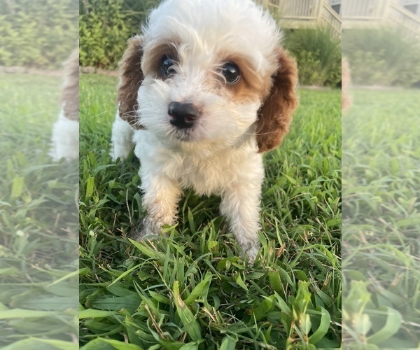 Medium Photo #3 Cavapoo Puppy For Sale in REEDS SPRING, MO, USA