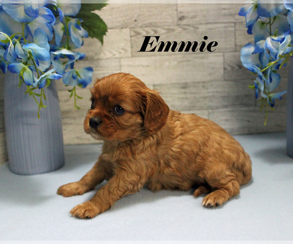 Medium Photo #13 Cavalier King Charles Spaniel Puppy For Sale in CHANUTE, KS, USA
