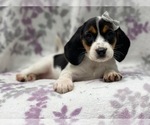 Small #10 Beagle
