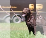 Small Photo #1 Labrador Retriever Puppy For Sale in NEOLA, WV, USA