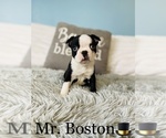 Small Photo #2 Boston Terrier Puppy For Sale in COOKEVILLE, TN, USA