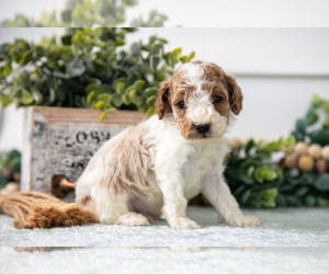 Medium Poodle (Miniature)