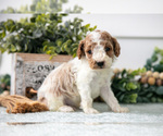 Puppy Chip Poodle (Miniature)
