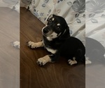 Small #38 Chihuahua