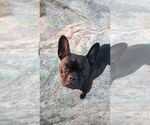 Small Photo #1 French Bulldog Puppy For Sale in MARIANNA, AR, USA