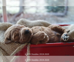 Small Photo #21 Goldendoodle Puppy For Sale in DENISON, TX, USA