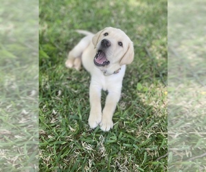 Labrador Retriever Puppy for sale in GARLAND, TX, USA