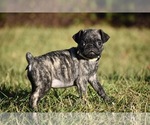 Small #4 Pug