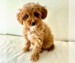 Small #3 Cavapoo (Miniature)