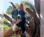Small Photo #2 Australian Shepherd Puppy For Sale in GIBSONTON, FL, USA