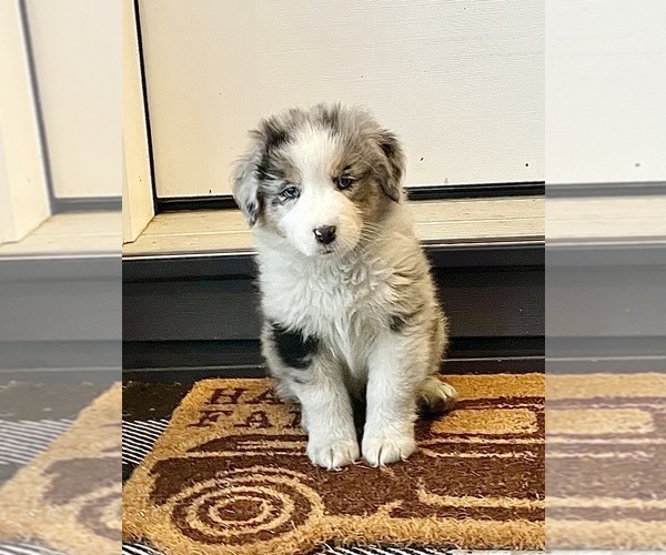 Medium Photo #3 Australian Shepherd Puppy For Sale in LODA, IL, USA