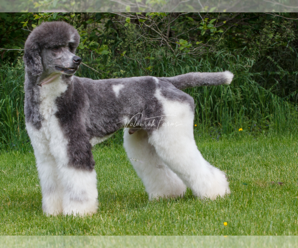 Medium Photo #1 Labradoodle Puppy For Sale in NINE MILE FALLS, WA, USA