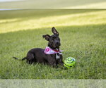 Small Photo #2 Mutt Puppy For Sale in  Gainesville, FL, USA
