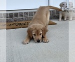 Small Photo #4 Golden Retriever Puppy For Sale in MARTINSVILLE, IN, USA