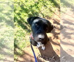 Small #4 Mutt