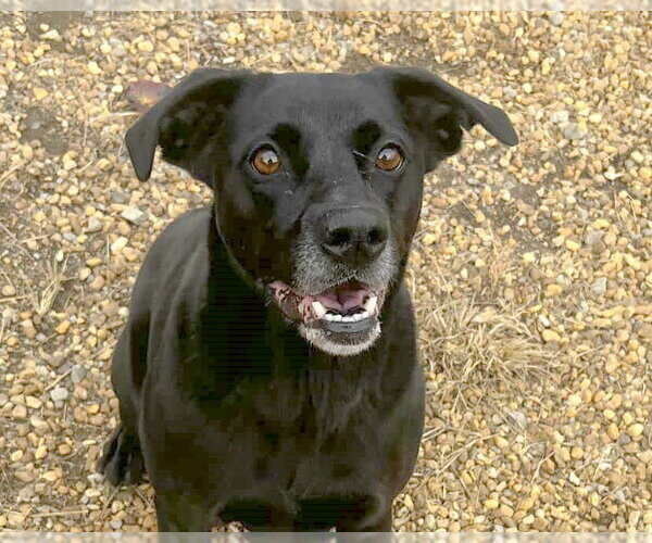 Medium Photo #1 Mutt Puppy For Sale in Anniston, AL, USA