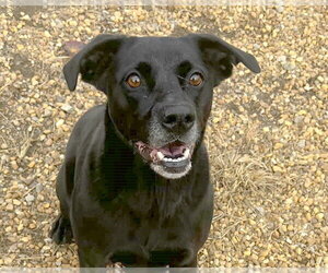 Mutt Dogs for adoption in Anniston, AL, USA