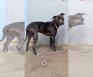 Cheeseburger - Male Mutt Dog for Adoption - Photo #2