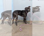 Small Photo #2 Mutt Puppy For Sale in Evansville, IN, USA