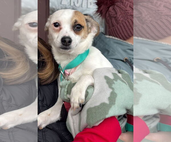 Medium Photo #12 Rat-Cha Puppy For Sale in Grafton, WI, USA