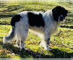Small #1 Great Pyrenees-Irish Wolfhound Mix