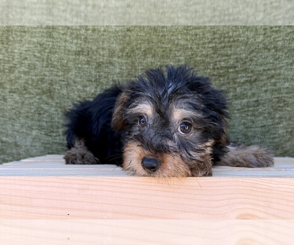 Medium Photo #6 Yorkshire Terrier Puppy For Sale in OCALA, FL, USA
