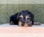 Small #5 Yorkshire Terrier