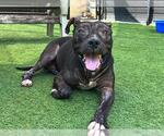 Small American Pit Bull Terrier