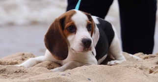 Beagle Puppy for sale in TROY, MI, USA