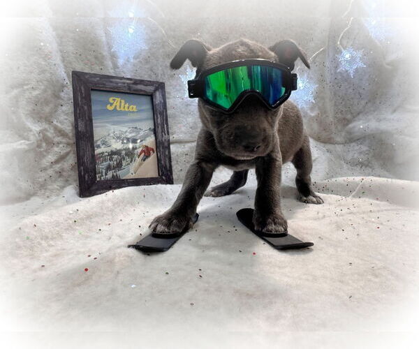 Medium Photo #8 Mutt Puppy For Sale in New London, WI, USA