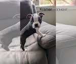 Puppy Kramer Boston Terrier