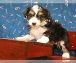 Small Photo #1 Australian Shepherd-Poodle (Toy) Mix Puppy For Sale in SHAWNEE, OK, USA