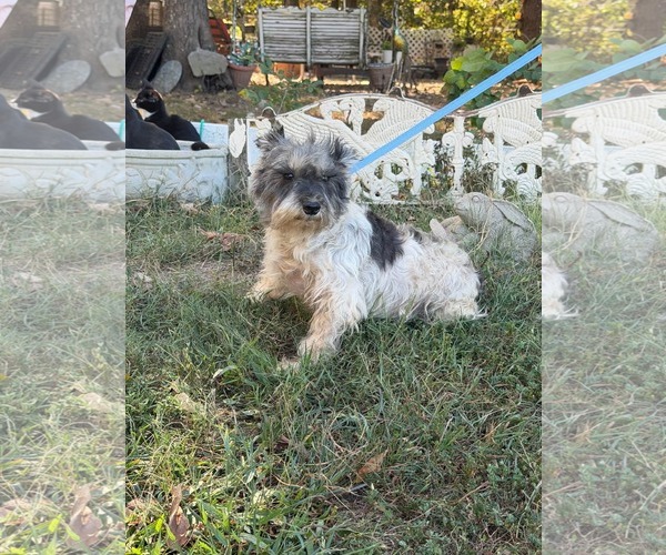 Medium Photo #9 Mutt Puppy For Sale in HOPKINSVILLE/PRINCETON, KY, NH, USA