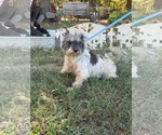 Small Photo #9 Mutt Puppy For Sale in HOPKINSVILLE/PRINCETON, KY, NH, USA