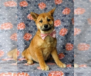 Shiba Inu Puppy for sale in KIRKWOOD, PA, USA