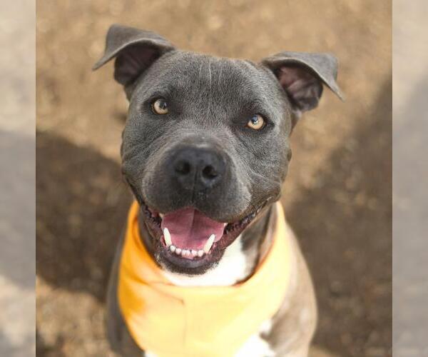 Medium Photo #1 American Staffordshire Terrier-Unknown Mix Puppy For Sale in San Antonio, TX, USA