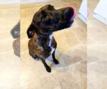 Small #1 Plott Hound