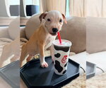 Small #2 Mutt