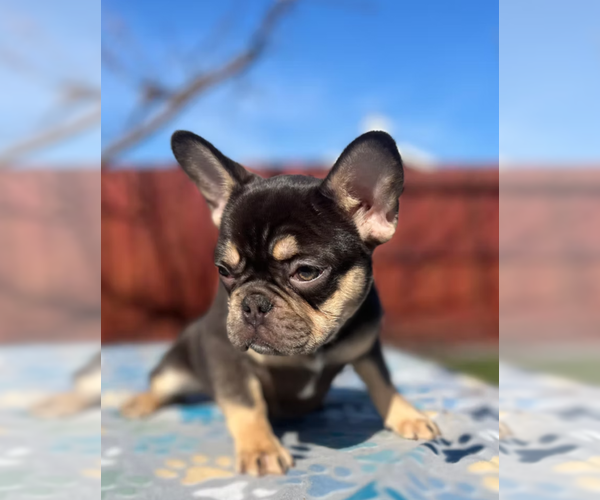 Medium Photo #1 French Bulldog Puppy For Sale in SACRAMENTO, CA, USA