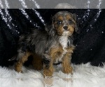Small Photo #21 Cavapoo Puppy For Sale in WARSAW, IN, USA