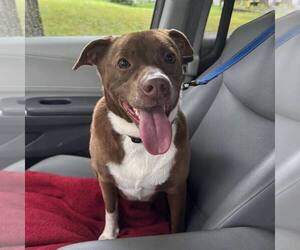 American Bulldog-Unknown Mix Dogs for adoption in New Oxford , PA, USA
