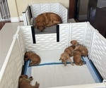 Small #28 Golden Retriever