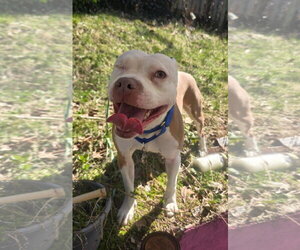 Wiggles - Female Mutt Dog for Adoption - Photo #8