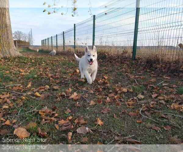 Medium Photo #1 Siberian Husky Puppy For Sale in Topolje, Osjecko-Baranjska, Croatia
