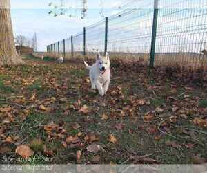 Siberian Husky Puppy for sale in Topolje, Osjecko-Baranjska, Croatia