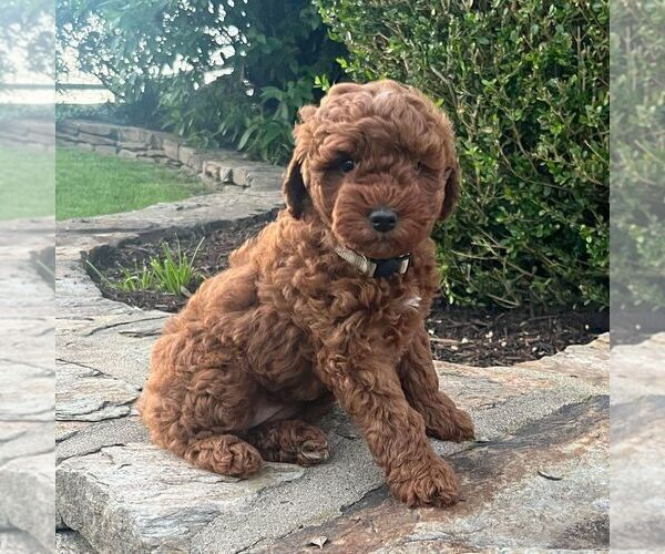 Medium Photo #3 Miniature Labradoodle Puppy For Sale in COATESVILLE, PA, USA
