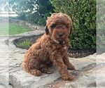 Small #2 Miniature Labradoodle