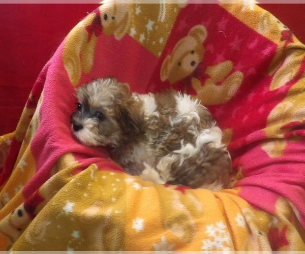Medium Photo #4 Mal-Shi Puppy For Sale in PATERSON, NJ, USA
